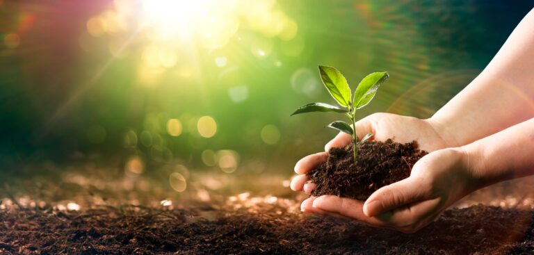 Tree Planting Drives