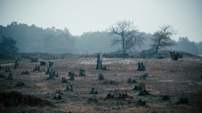 Launch of Forestry Emissions reduction program in Fiji